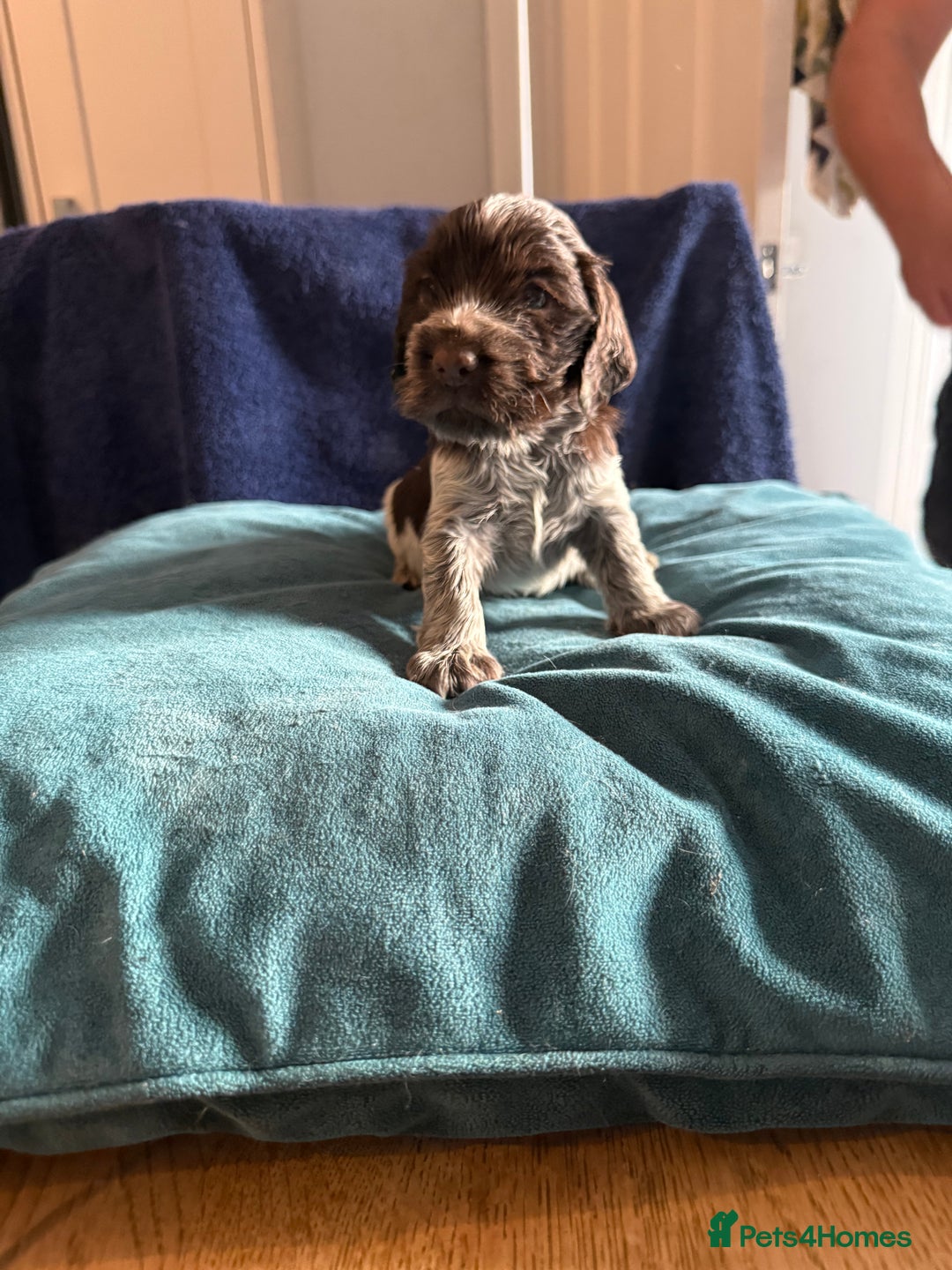Cocker Spaniel dogs for sale: KC Registered Show Cockers - Image 19