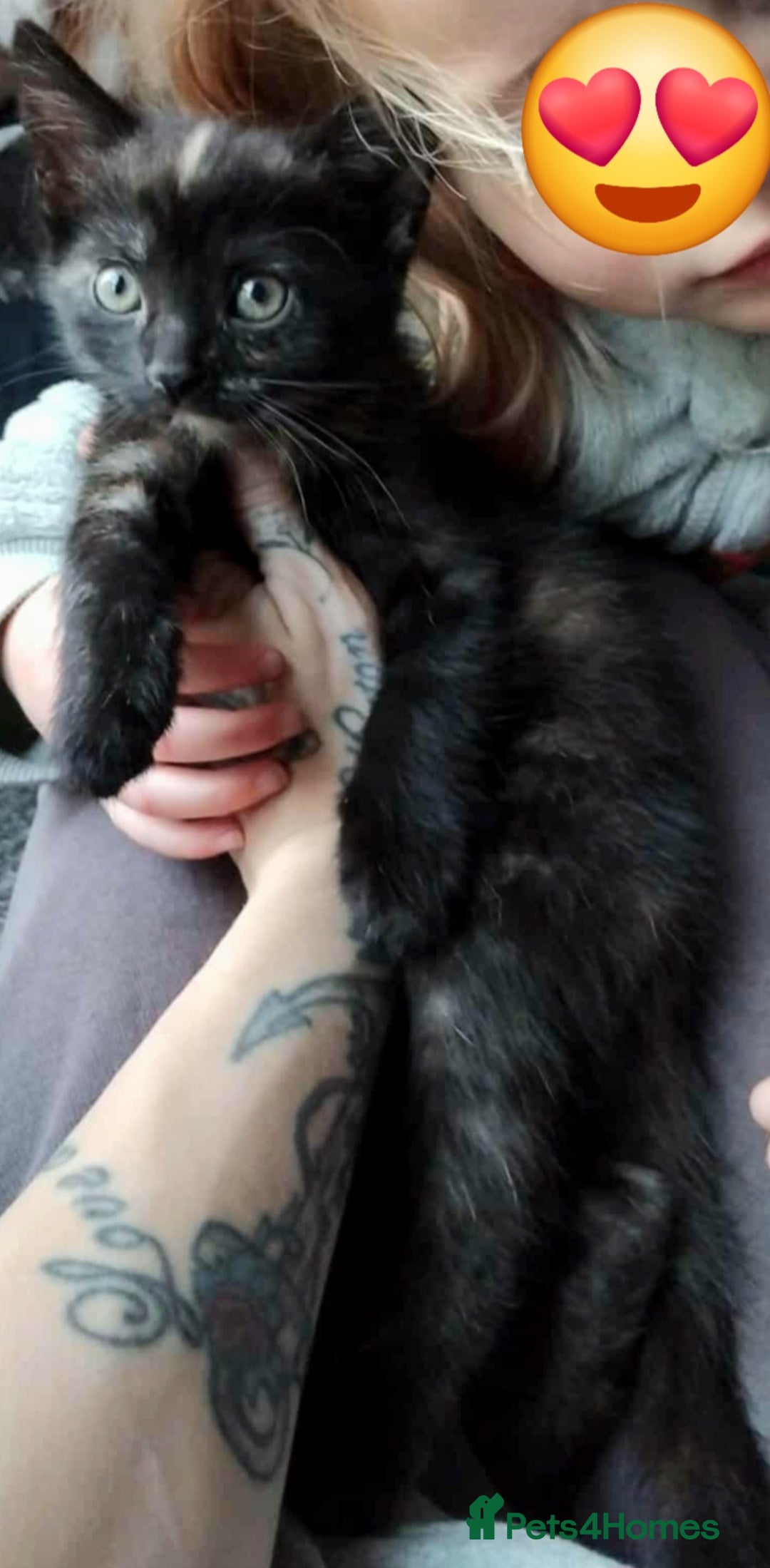 Domestic Shorthair cats for sale: 7 female kittens- 5 black and 1 ginger, one patchy - Image 4