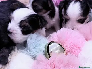 Yorkshire Terrier dogs Biewer terrier - Advert 15