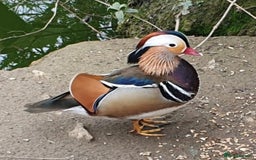 Ducks poultry for sale: Mandarin ducks £50 per pair - Image 2