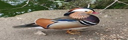 Ducks poultry for sale: Mandarin ducks £50 per pair - Advert 2
