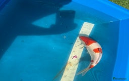 Koi Carp fish for sale: Various koi carp for sale  - Image 9