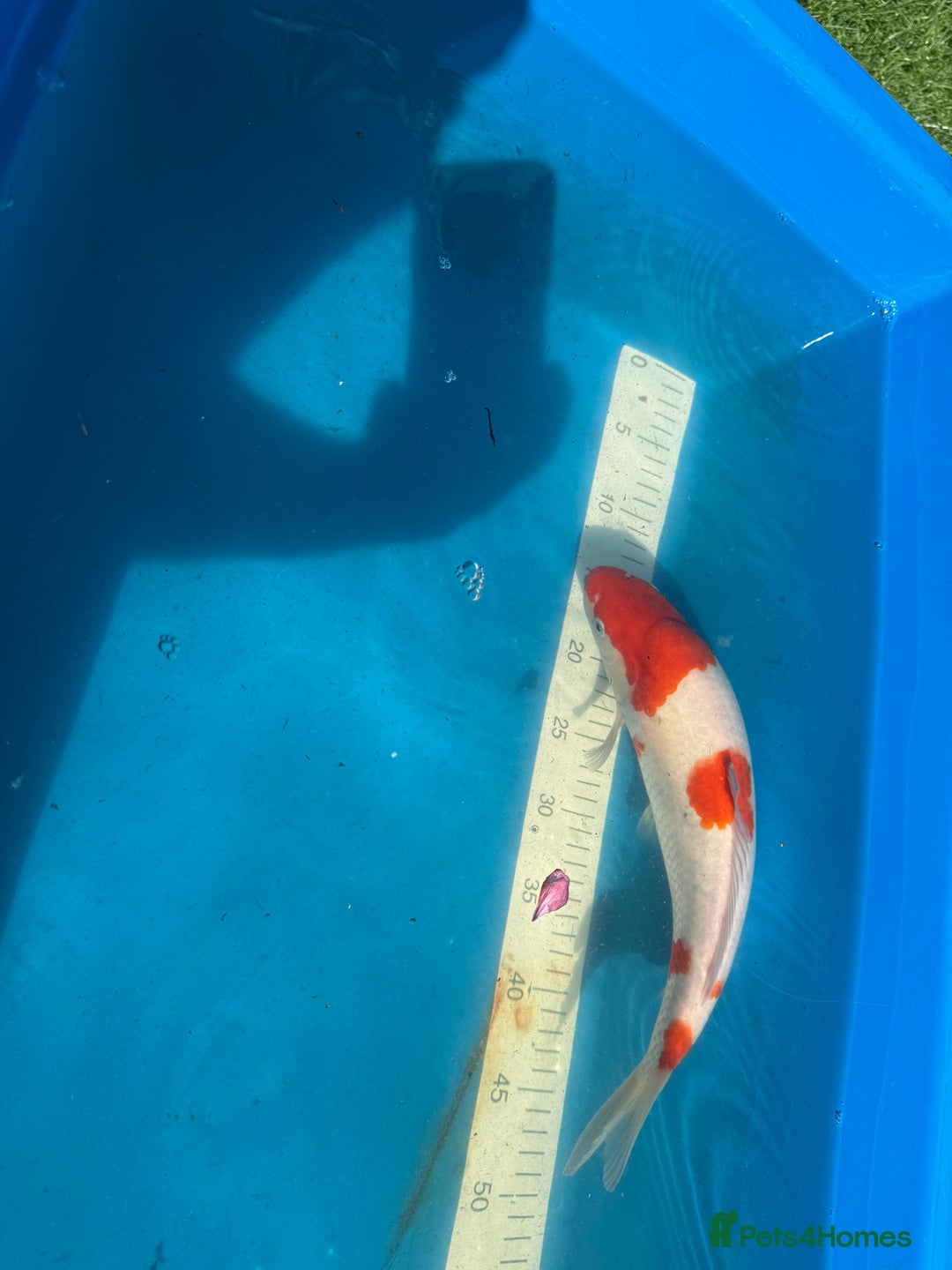 Koi Carp fish for sale: Various koi carp for sale  - Image 9