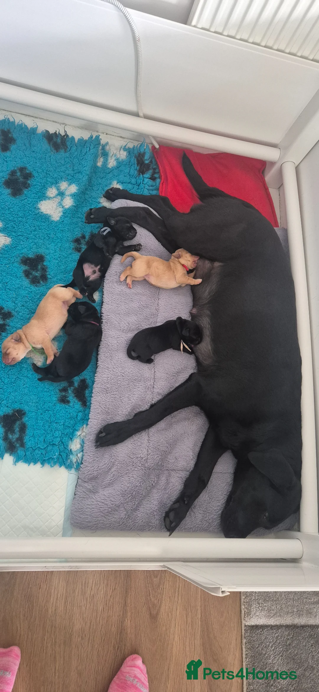 Labrador Retriever dogs for sale: Health Tested Beautifully Bred Labrador Puppies  in Southampton - Advert 1
