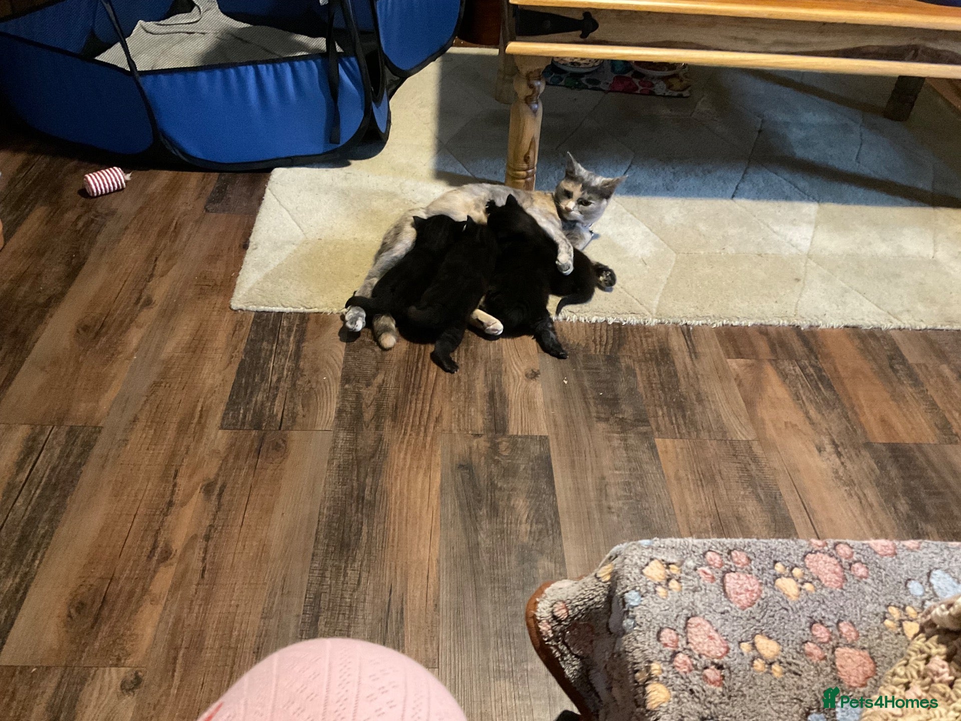 Mixed Breed cats Black kittens - Advert 1