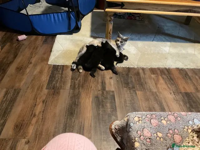 Mixed Breed cats Black kittens - Advert 13