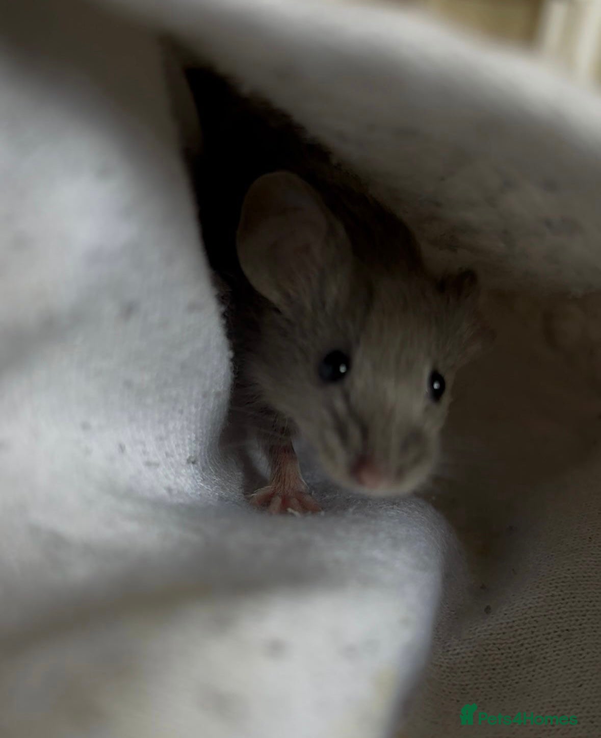 Mouse rodents for sale: Three sweet fancy mice sisters - Advert 4