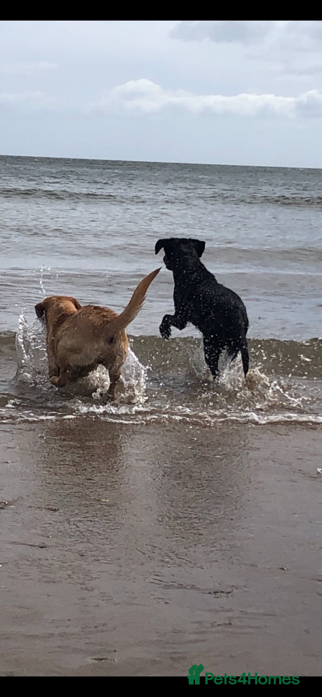 Labrador Retriever dogs for sale: Beautiful Labrador Bitch - Advert 4