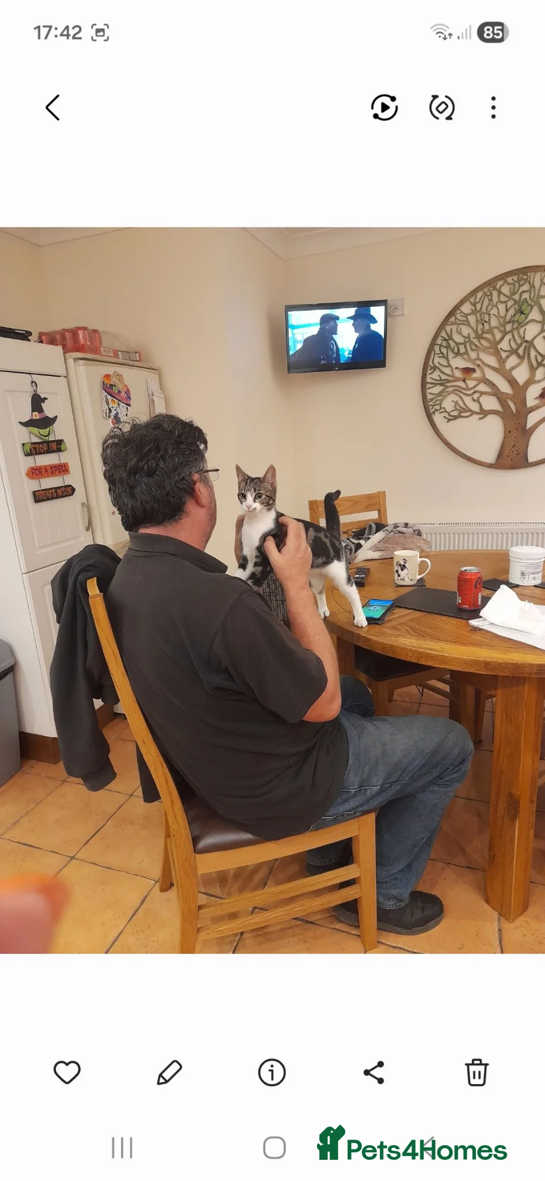 Domestic Shorthair cats for sale: Tabby & White Female in Wisbech - Advert 2