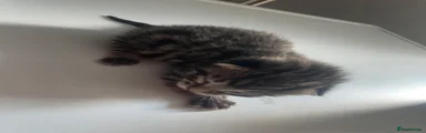 Domestic Shorthair 3