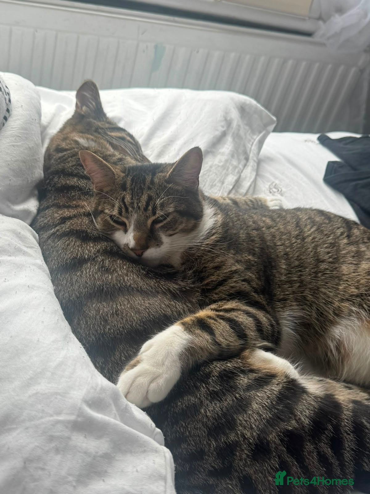 British Shorthair cats 2 cats free a good home  - Advert 3