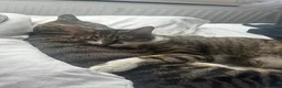 British Shorthair cats for sale: 2 cats free a good home  in Basildon - Advert 1