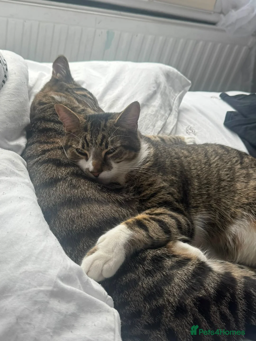 British Shorthair cats for sale: 2 cats free a good home  in Basildon - Advert 1