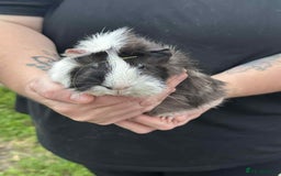 Guinea Pig rodents for sale: Male guinea pig  - Image 3