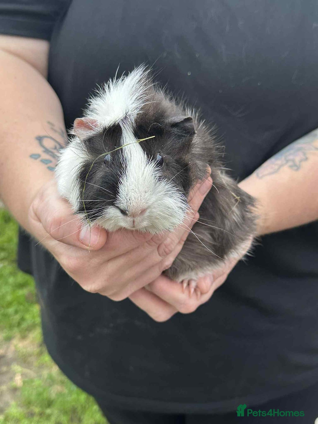 Guinea Pig rodents for sale: Male guinea pig  - Image 3