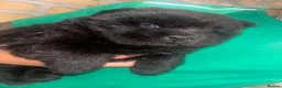 Chow Chow dogs for sale: 1 black female chow left  - Advert 5