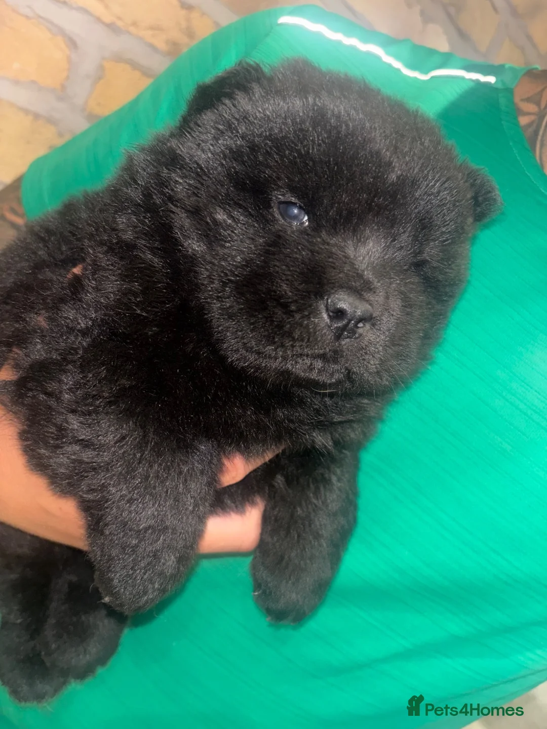 Chow Chow dogs for sale: 1 black female chow left  - Advert 5
