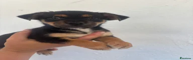 Mixed Breed 2