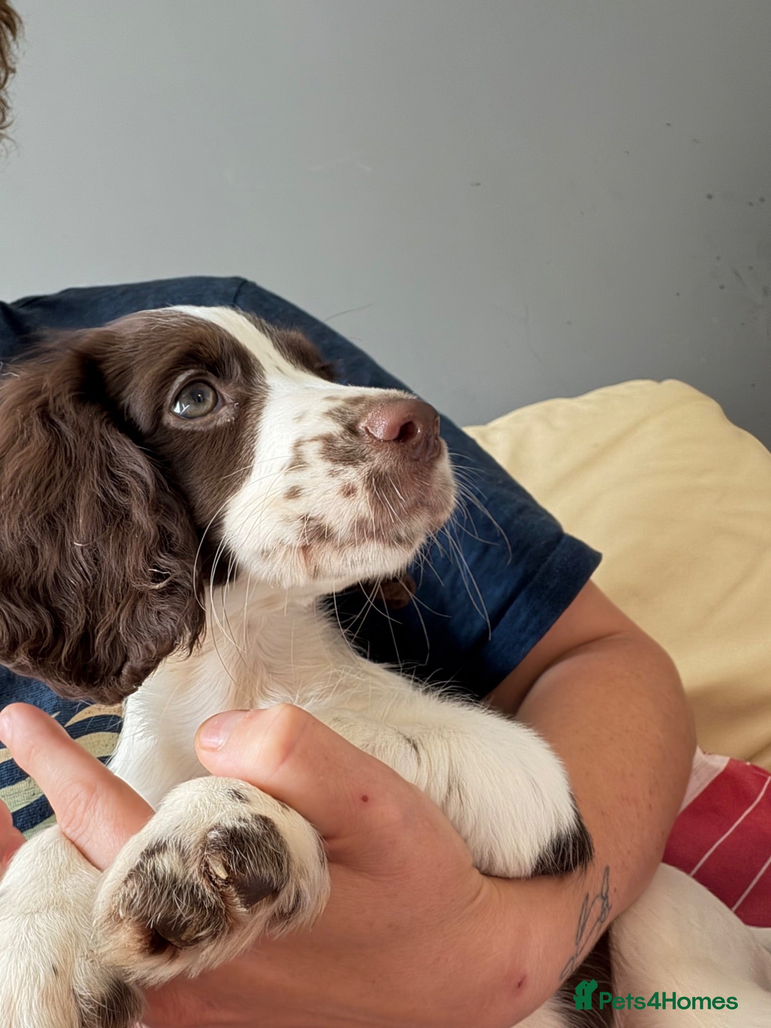 English Springer Spaniel dogs Beautiful springer spaniel puppies - Advert 1