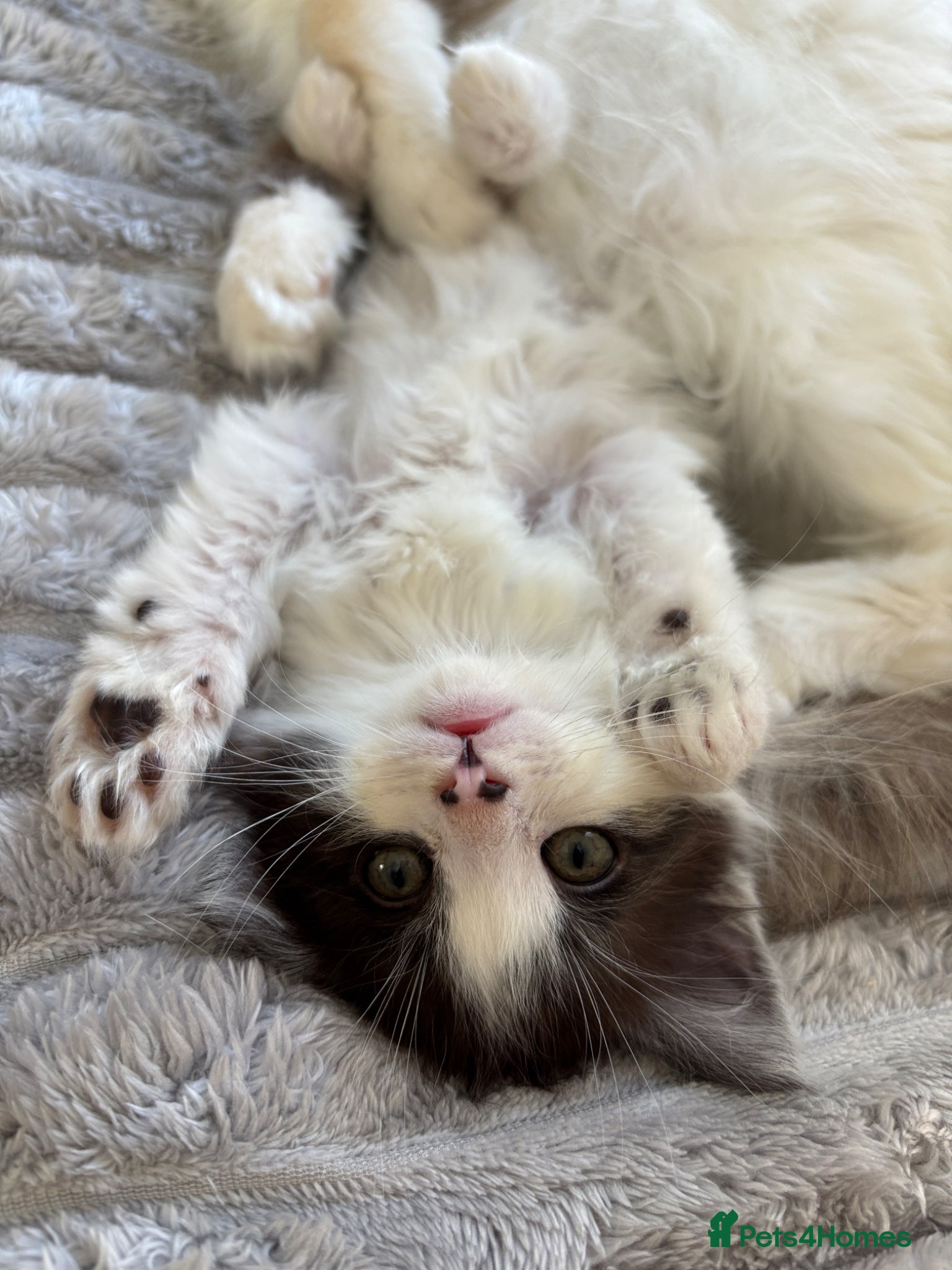 Maine Coon cats Maine coon & Turkish van mix READY TO LEAVE WEDS - Advert 11
