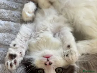 Maine Coon cats Maine coon & Turkish van mix READY TO LEAVE WEDS - Advert 10