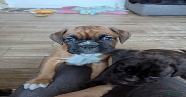 Boxer dogs Kc reg boxer pups for sale  - Advert 3