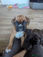 Boxer dogs Kc reg boxer pups for sale - Advert 3