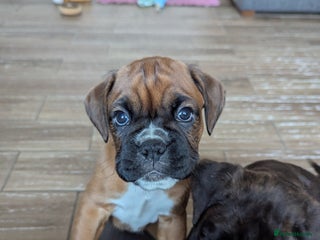 Boxer dogs Kc reg Bobtail boxer pups for sale - Advert 6