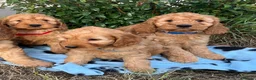 Cockapoo dogs for sale: Cockapoo puppies  - Advert 9