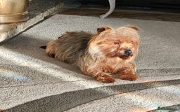 Yorkshire Terrier dogs for sale: 2 tiny Yorkshire terriers 1 male 1 female - Advert 2