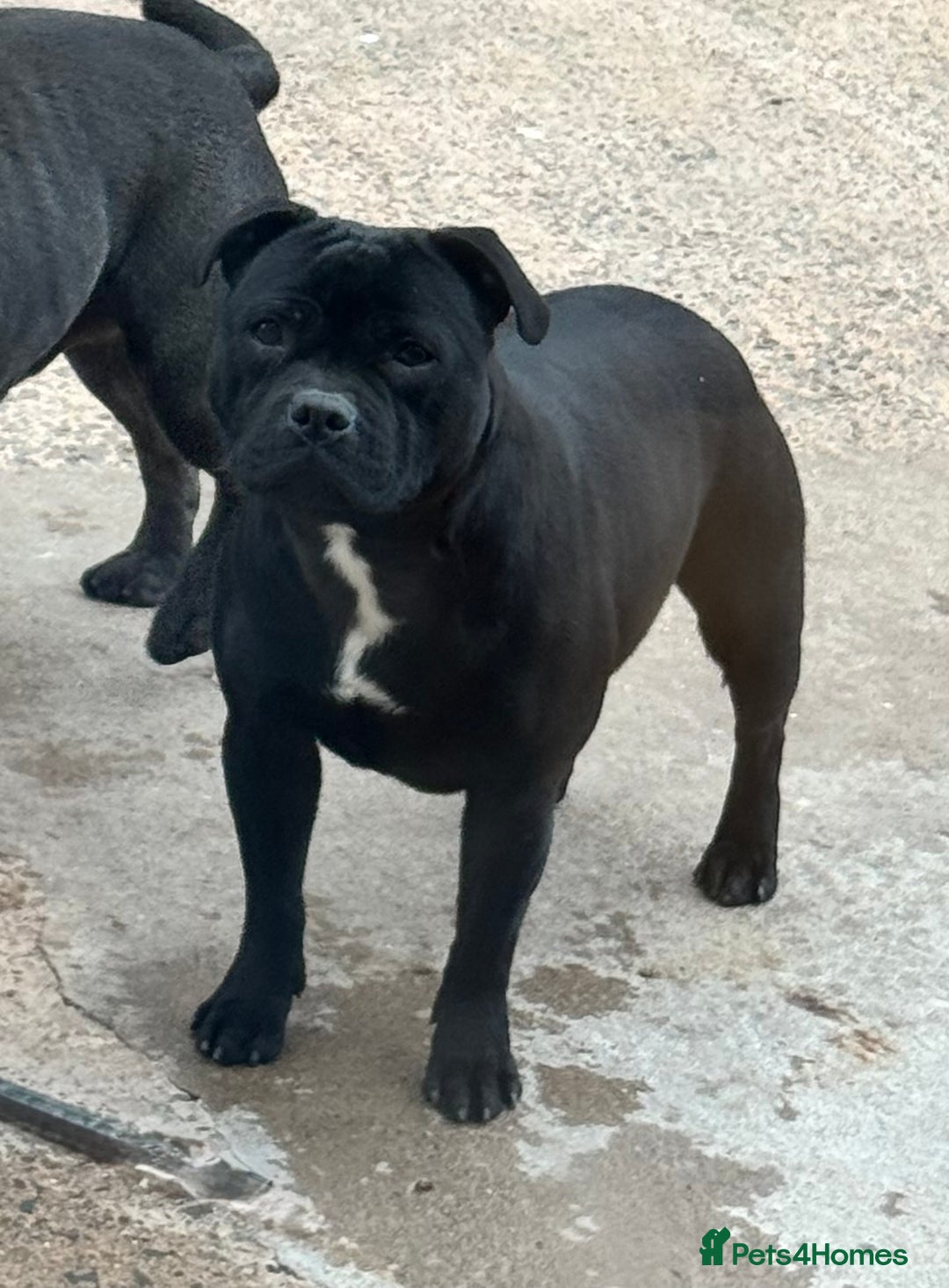 Staffordshire Bull Terrier dogs for sale: Black to blue health tested Staffords - Advert 1
