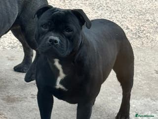 Staffordshire Bull Terrier dogs Waiting list!! Black x blue health tested Stafford - Advert 1