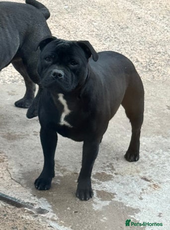 Staffordshire Bull Terrier dogs Black to blue health tested Staffords - Advert 9