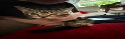 Mixed Breed cats for sale: Tabby kittens for sale in Bacup - Advert 2
