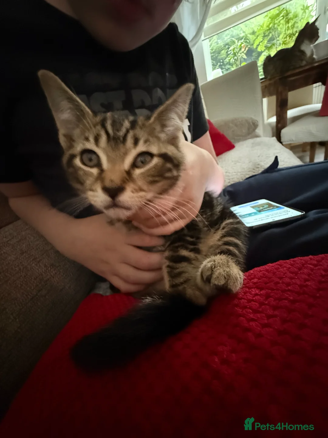 Mixed Breed cats for sale: Tabby kittens for sale in Bacup - Advert 2