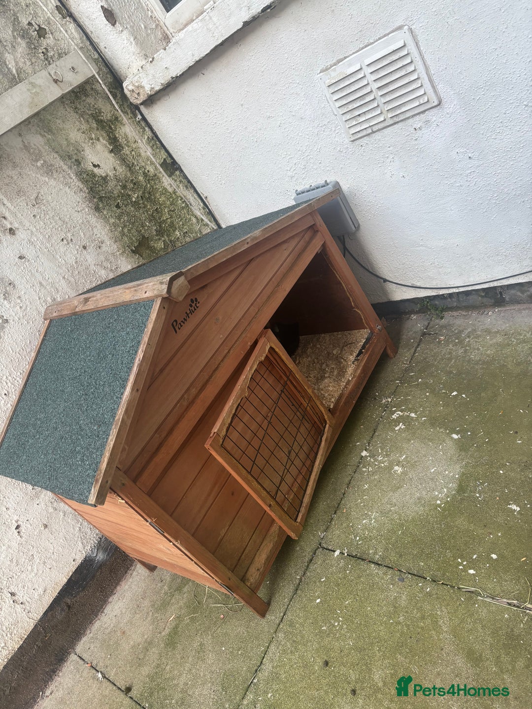 Mixed Breed rabbits for sale: 2 doe bunnies  - Advert 6