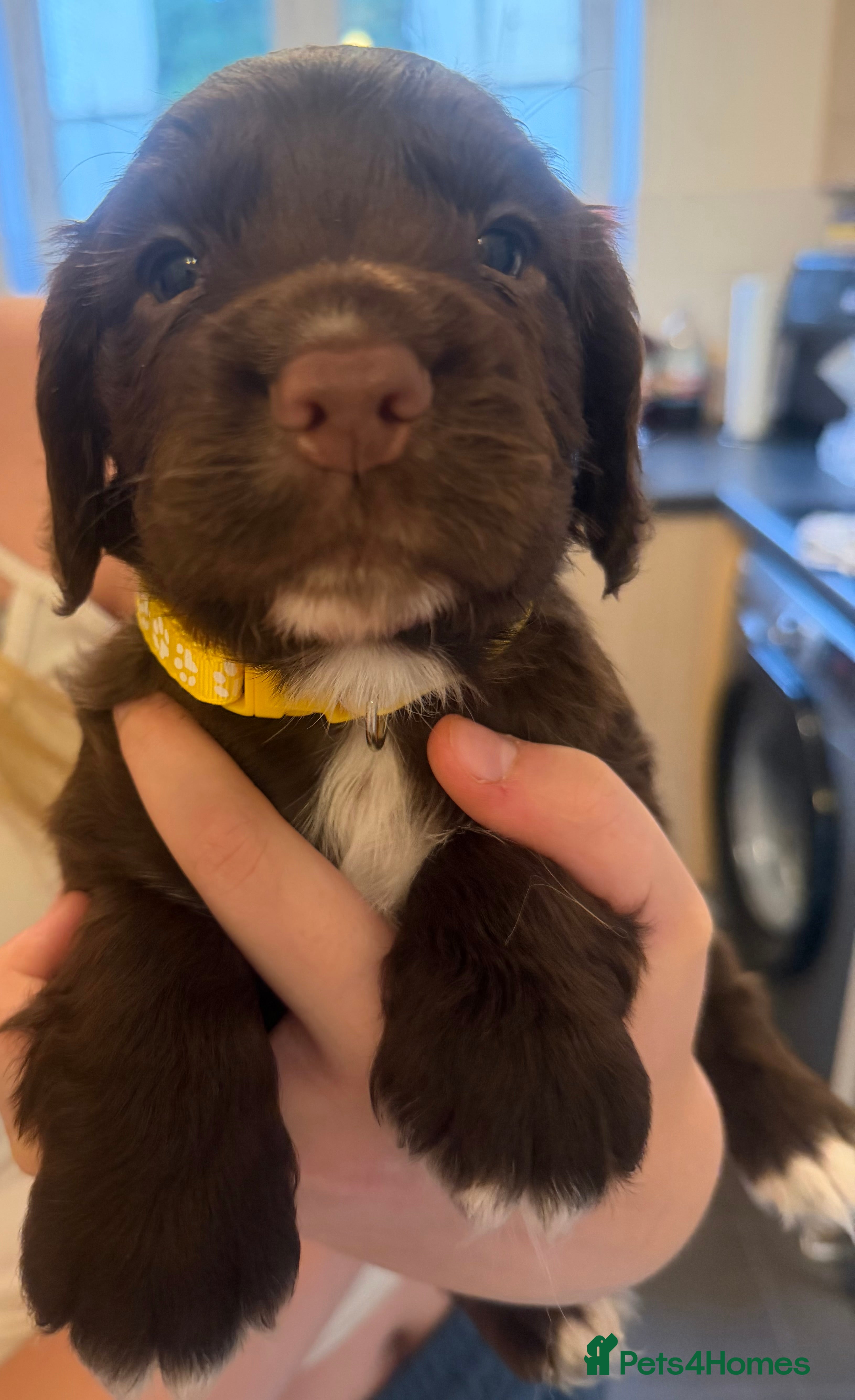 Sprocker dogs 8 beautiful chocolate and white cocker spaniels  - Advert 2