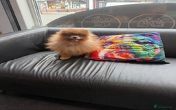 Pomeranian dogs for stud: Lilac and orange tan teddy Bear🪻🍊 - Image 8
