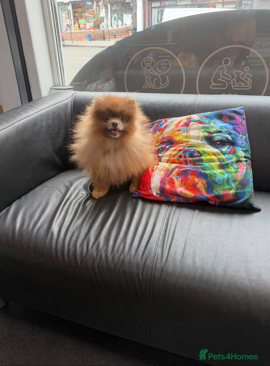 Pomeranian dogs for stud: Lilac and orange tan teddy Bear🪻🍊 - Image 8