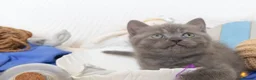 British Shorthair cats for sale: Beautiful female British Shorthair  - Advert 11