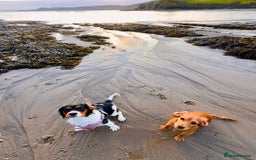 Cockalier dogs for sale: Rehoming Two Young Female Spaniels  - Image 11