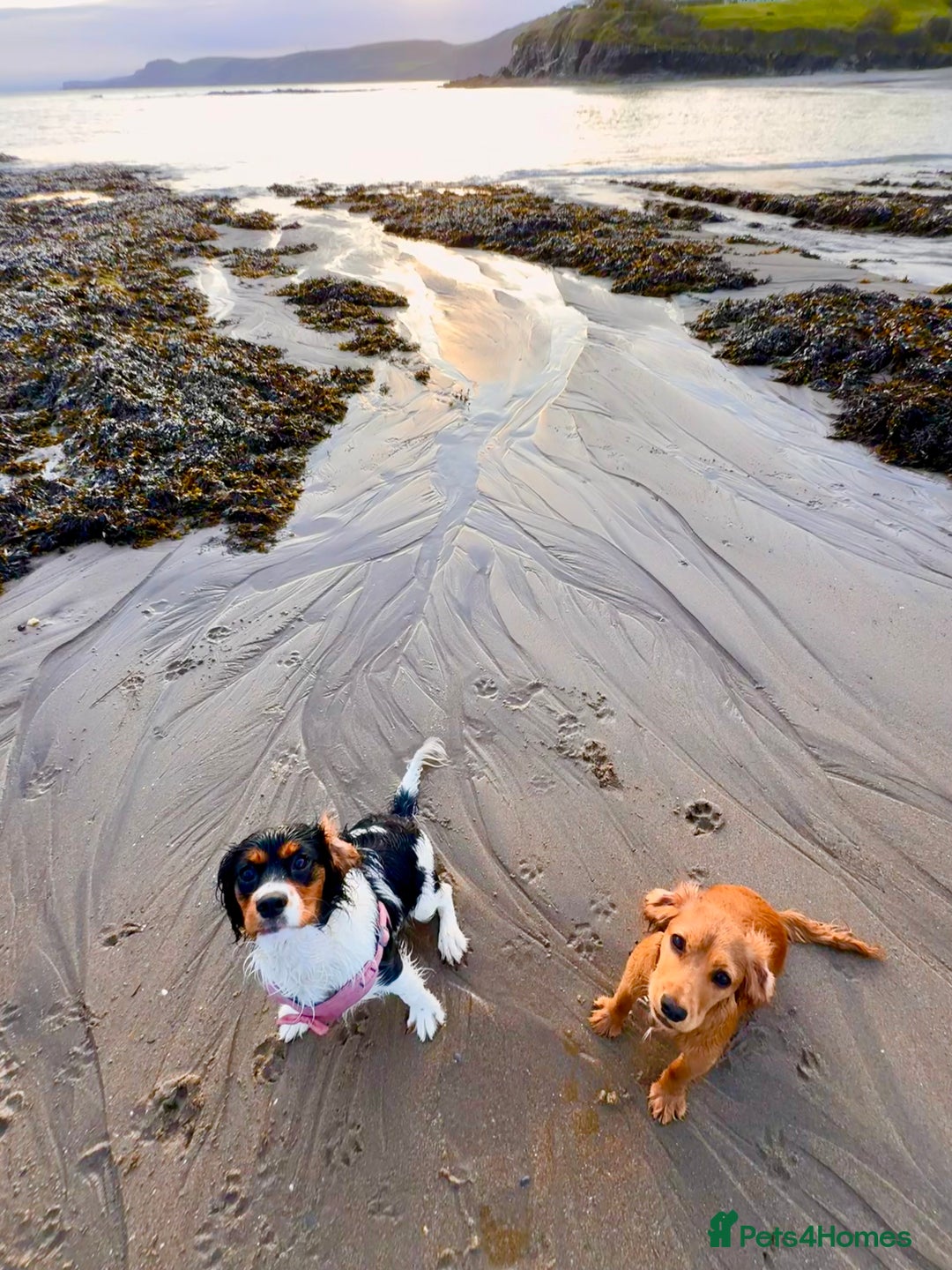 Cockalier dogs for sale: Rehoming Two Young Female Spaniels  - Image 11