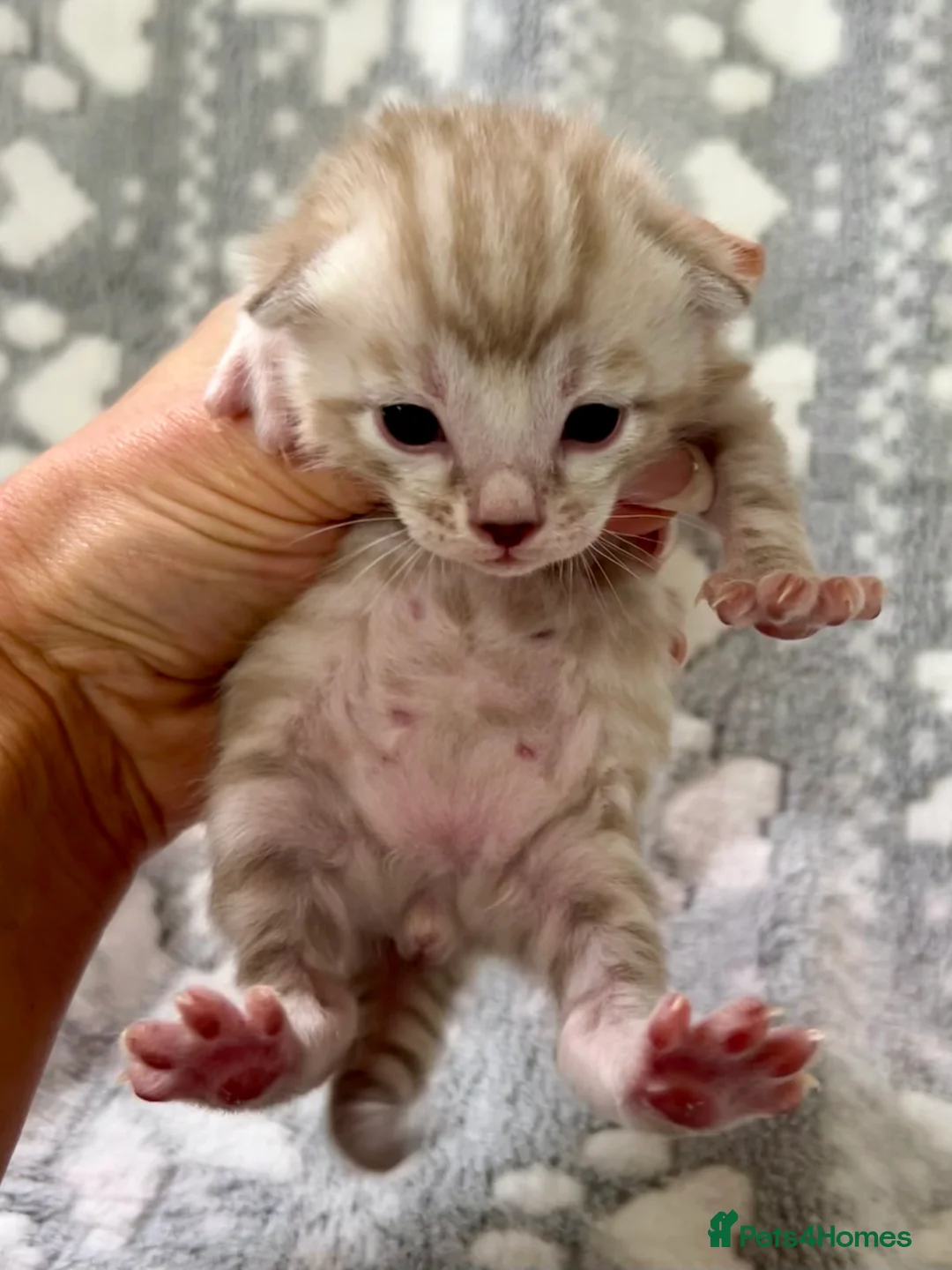 Bengal cats for sale: Top Pedigree Bengal Kittens - Advert 14