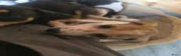 Lurcher dogs for sale: Lurchers in Newbiggin-by-the-Sea - Advert 6
