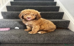 Cockapoo dogs for sale: Berdoodle 11 weeksold FULLY VACCINATED  - Image 20