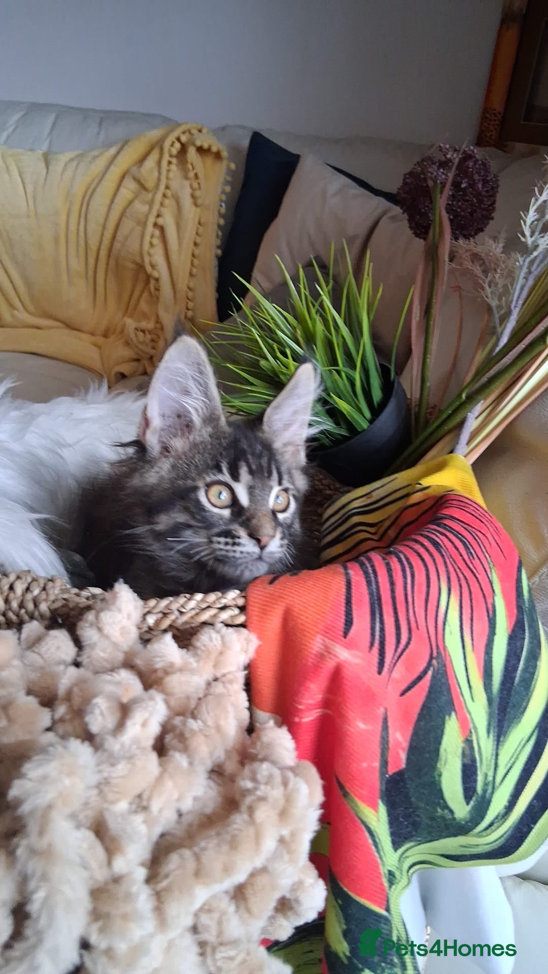 Maine Coon cats for sale: Maine Coon XL purebred active - Image 29