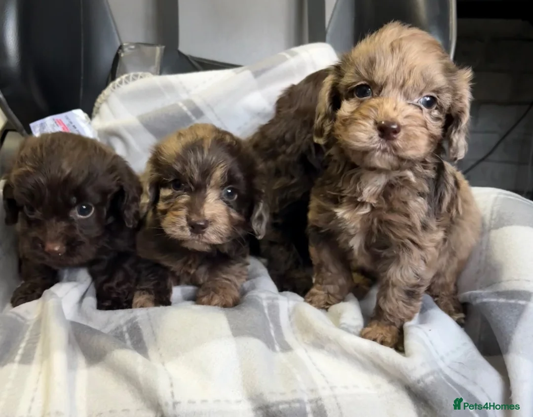 Cockapoo dogs for sale: F1 CHOCOLATE/ CHOCOLATE MERLE COCKAPOOS  - Advert 1