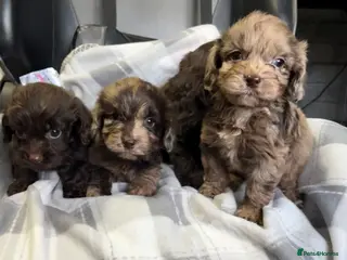 Cockapoo dogs F1 CHOCOLATE/ CHOCOLATE MERLE COCKAPOOS - Advert 1
