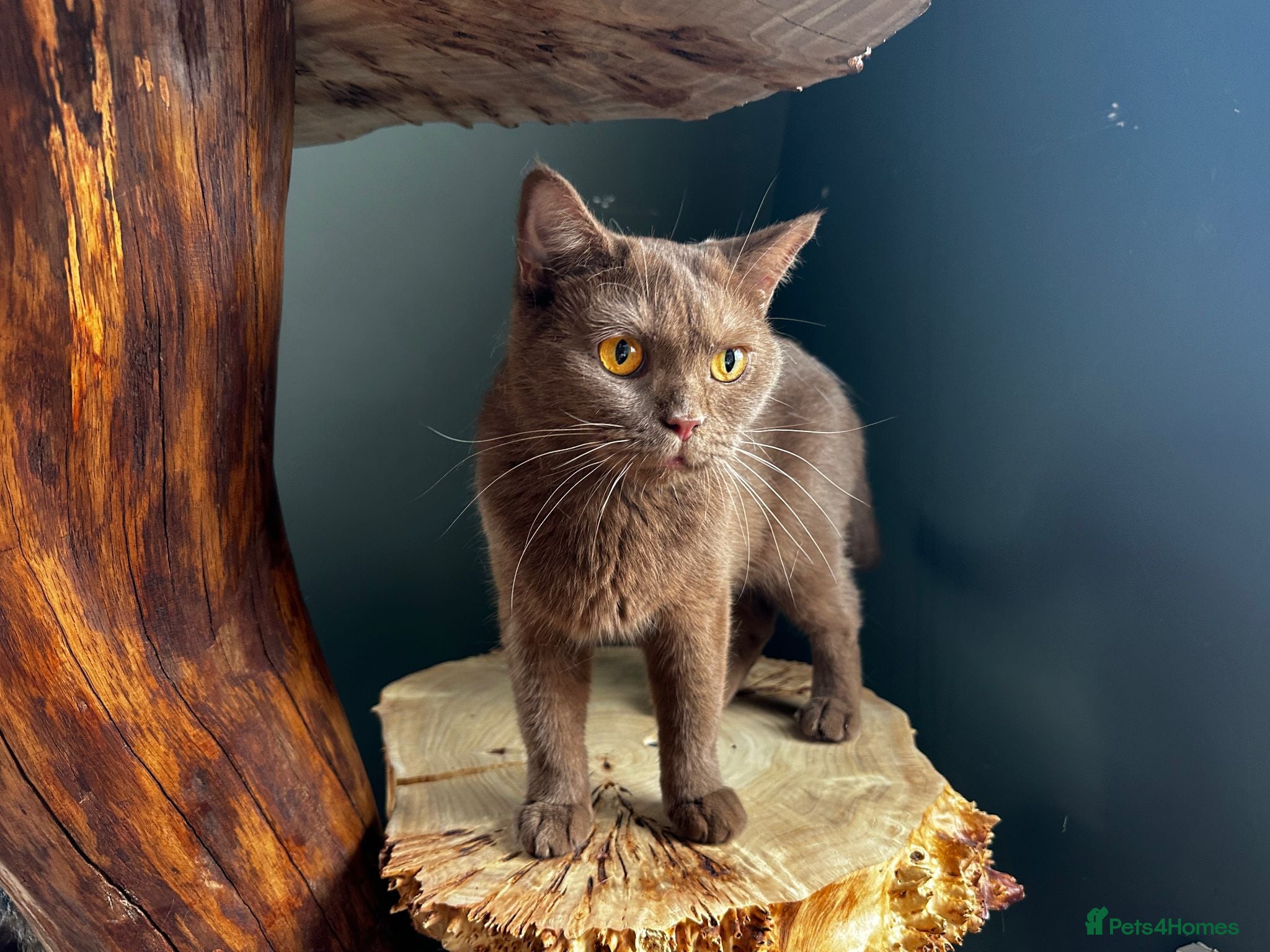 British Shorthair cats Retiring BSH Active Reg. Cinnamon Queen - Advert 12