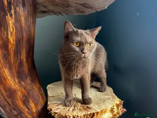 British Shorthair cats Retiring BSH Active Reg. Cinnamon Queen - Advert 12